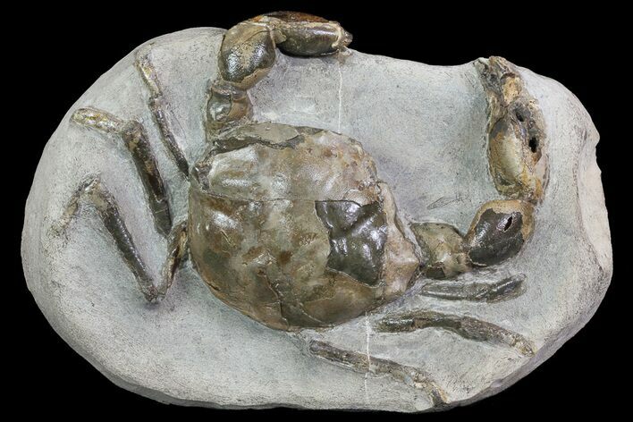 D Fossil Crab (Pulalius) Washington - Washington State #67569